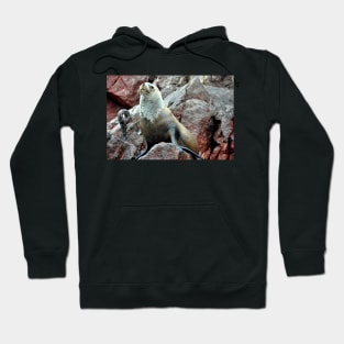 Pérou - Paracas - Les îles Ballestas Hoodie